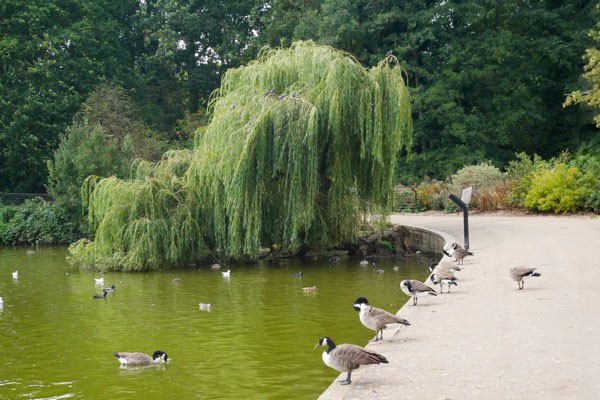 The lake at Mote Park, Maidstone