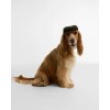 Wilkin Dog Flat Cap DAC0131 - Green Textile